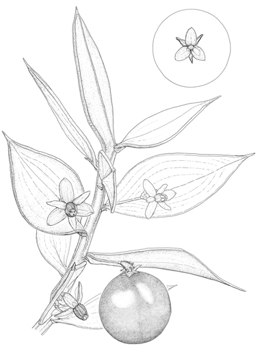 Ruscus aculeatus